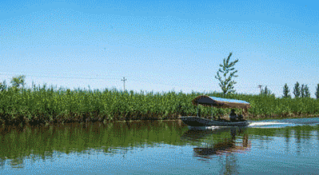 说到保定,第一个想到的应该是白洋淀,是小兵张嘎故事的发生地,国家5a