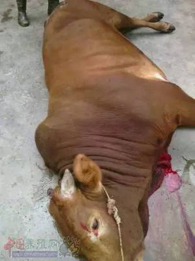 看过民间杀牛吗图解杀牛过程