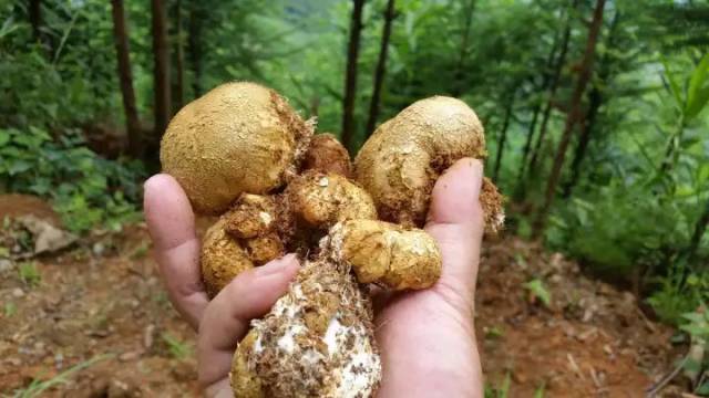 马屁泡 搜狐网