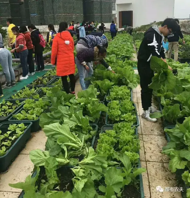 同學們對種植蔬菜充滿新鮮感和熱情 這幾個班的同學種菜技術還不賴嘛