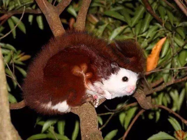 在树林间悠悠缓缓地滑翔的 鼯鼠