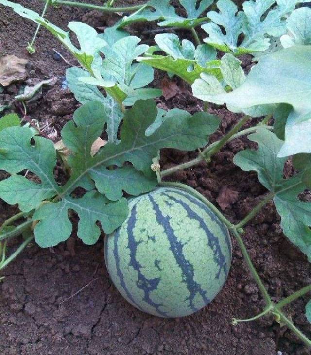 西甜瓜常用杀菌剂大汇总:络氨铜、抗枯宁、多菌灵等_搜狐网