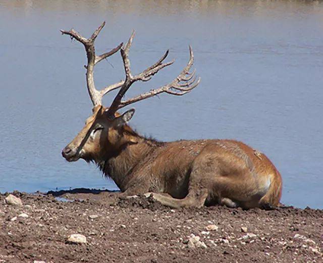 向右滑对比落矶山上的马鹿(cervus canadensis,它常被误认为"麋鹿,也