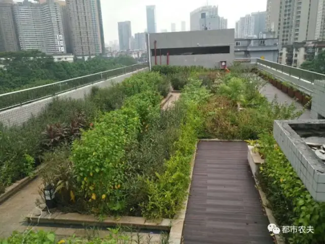 校园篇 | 十一月屋顶菜园新景象