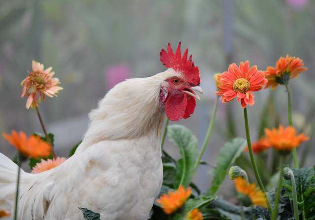 鸡菊图—大公鸡和非洲菊,随拍之作,大吉大利