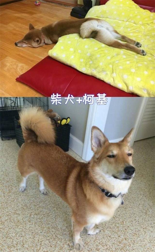 柯基小短腿基因,实在太凶残,大长腿灵缇也输了!_手机搜狐网