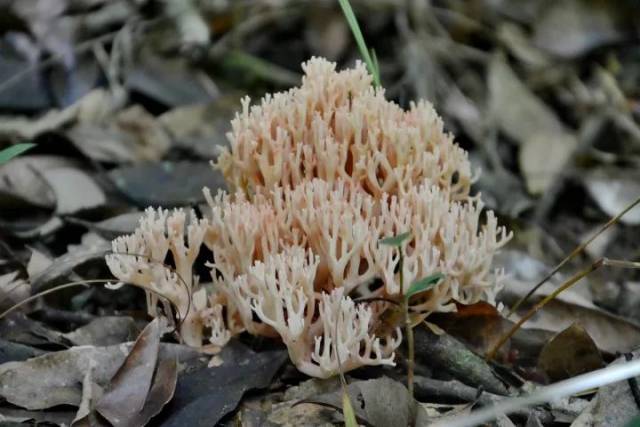 【森林普洱】美好的风景在江城