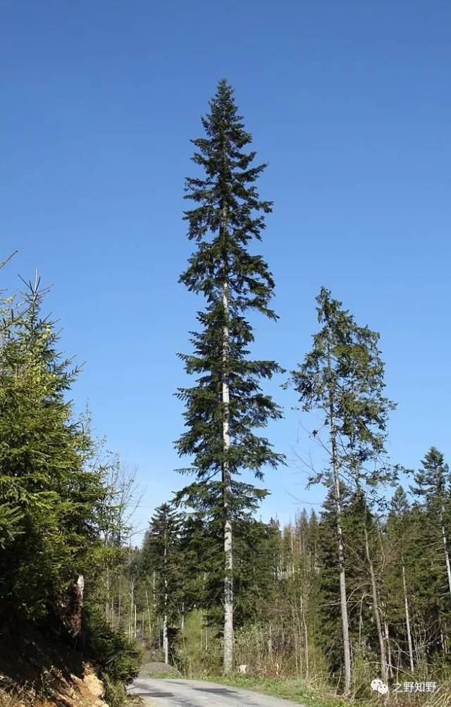 欧洲冷杉高大通直的树干:天哪,你真高!     :wikipedia