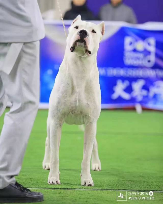 杜高犬简介图片