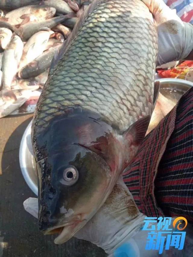 江川大头鱼图片图片