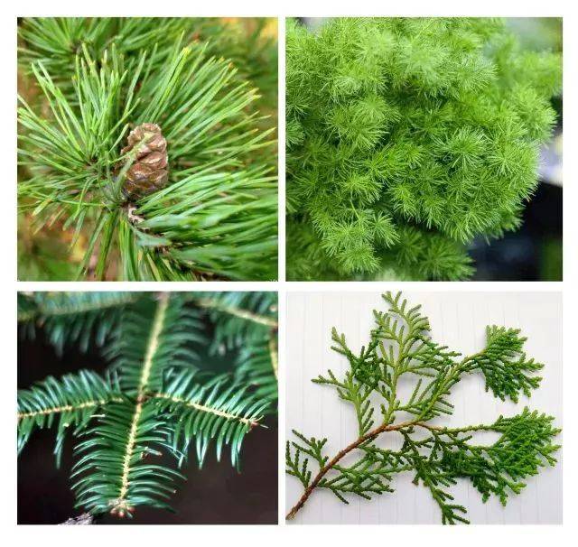 【chla推荐】圣诞花和圣诞树都知道是哪几种植物吗?