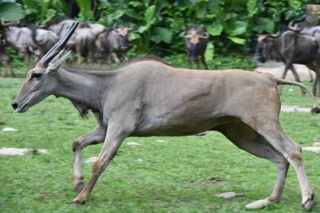 "威武"一直在大羚羊群中长大,和人类并不亲近,因此大多数时候与饲养员