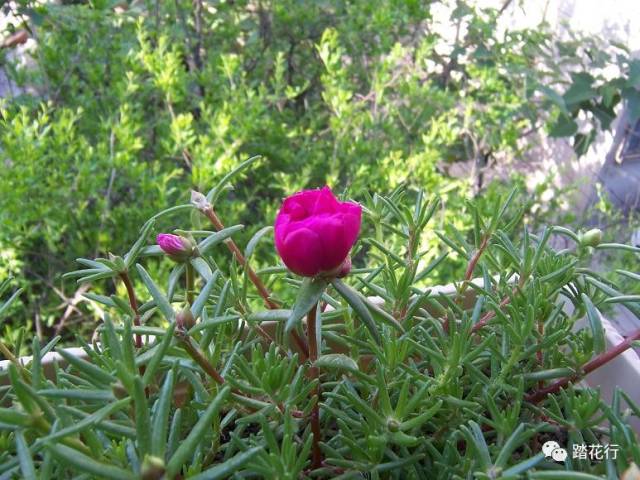 太阳花种植方法全过程-太阳花1～30天变化过程