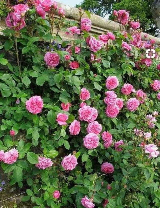 幸福感爆棚的月季图片 有没有惊艳到你!