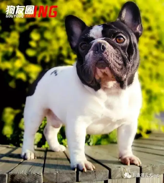 鞍山浩然犬舍种公【巴图】炫丽风采,铸时代新丰碑!