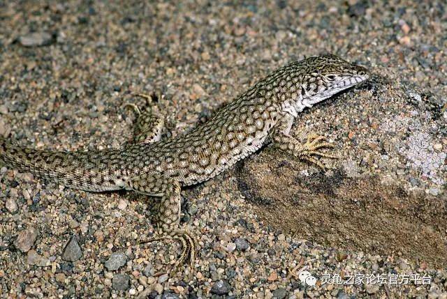 11.网纹麻蜥/昆仑麻蜥 eremias grammica