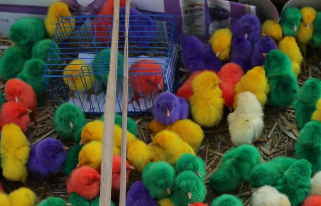 在德州商业街及学校门口出现染色小鸡颜色亮