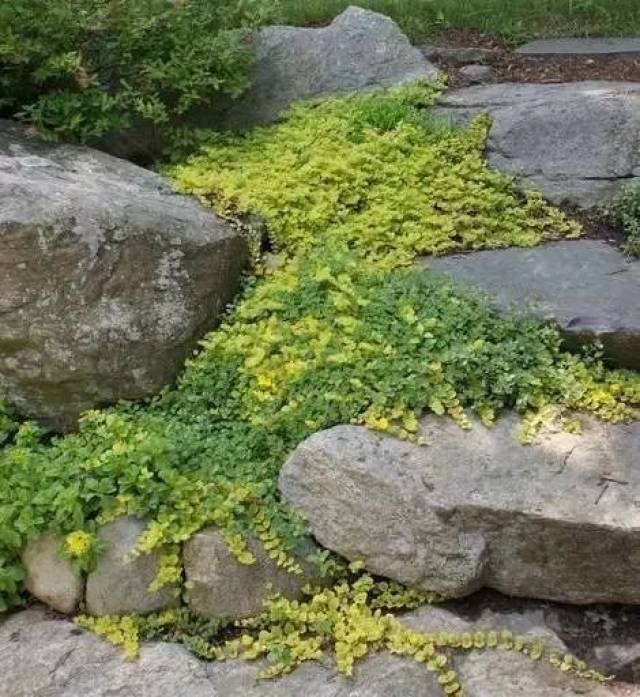 石头缝里蹦出来的绿色风景,美美哒!