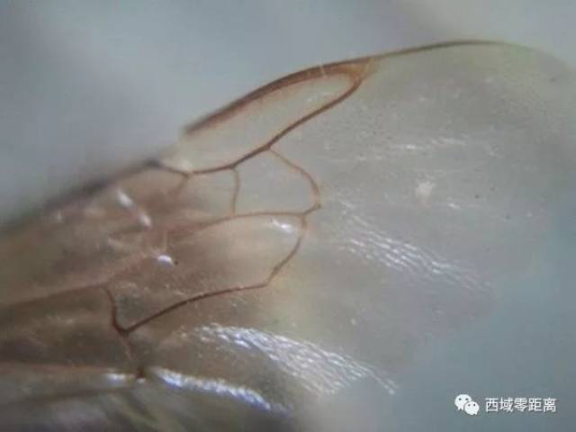 3000块买的小料满满"苍蝇翅"却不是翡翠?活活被骗18年