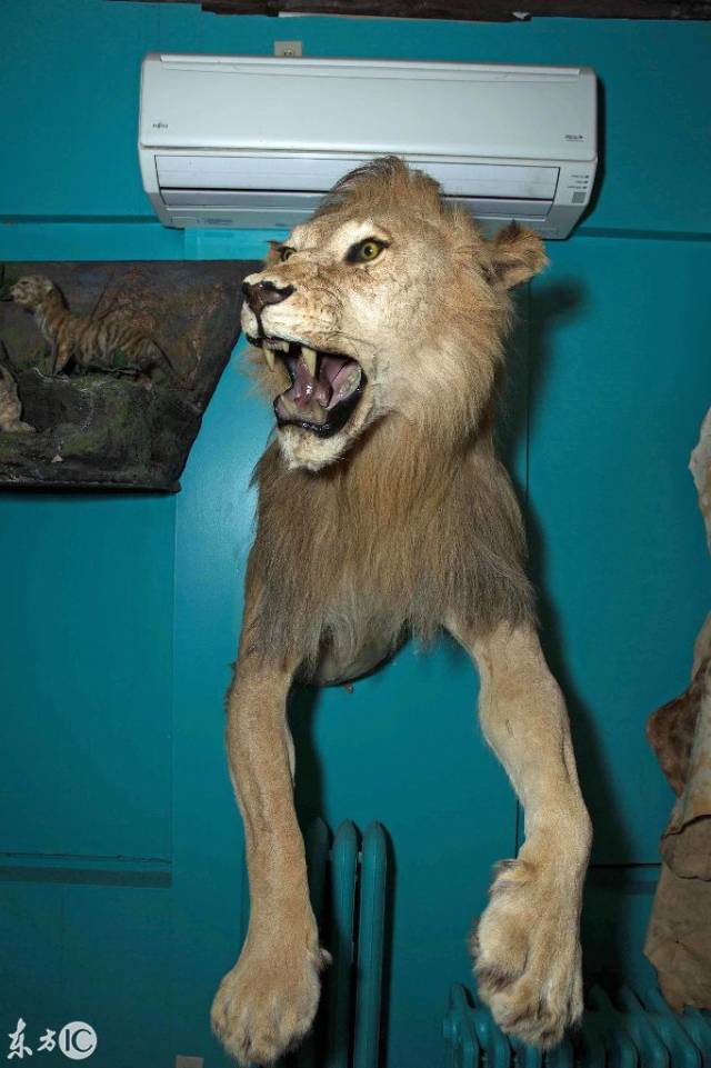 一头狮子标本,虽然只是标本,但仍然是威风凛凛.(图片来自东方ic)
