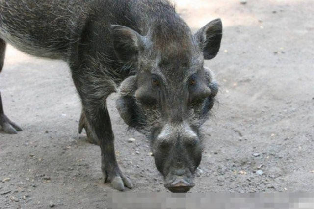 "世界上最丑陋的猪"——爪哇疣猪