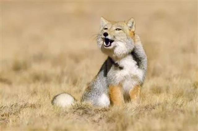 藏狐:你以为我是来搞笑的?是的,我就是来搞笑的.