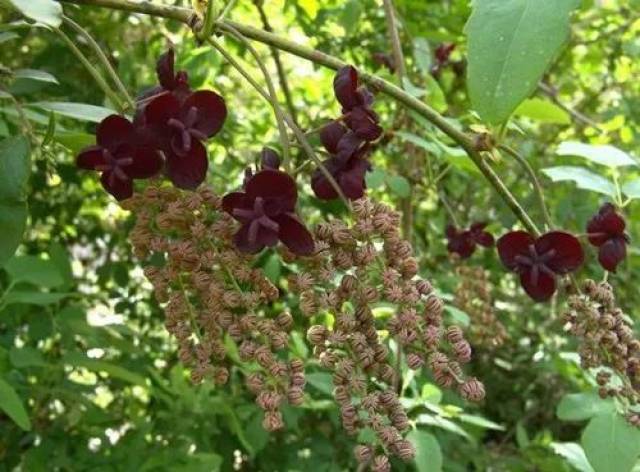 【每日一植】三叶木通