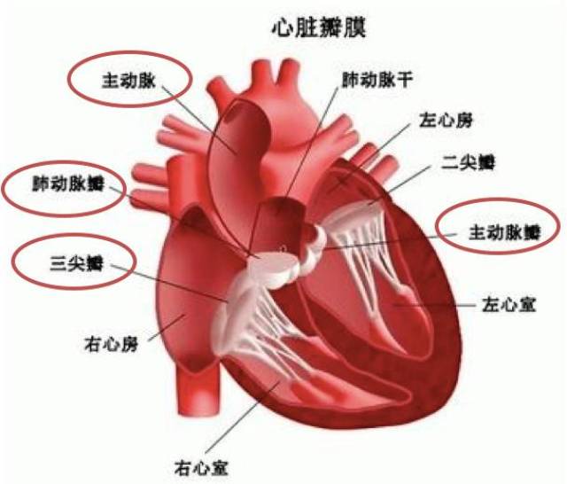 心脏瓣膜示意图简单图片