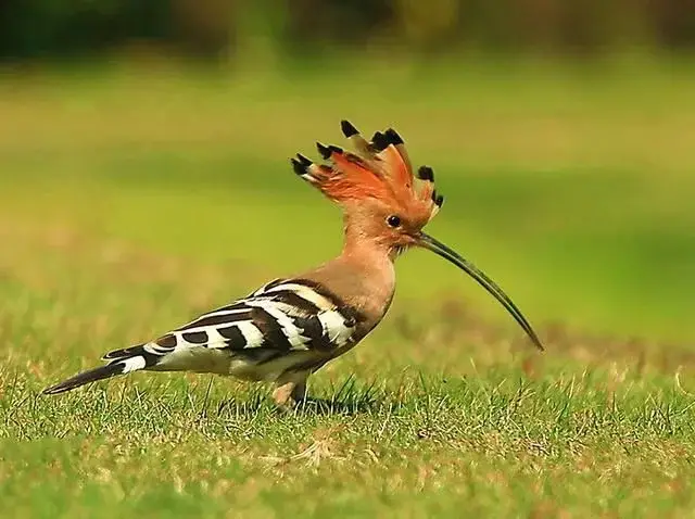 这种鸟的学名叫戴胜,是戴胜科戴胜属的鸟类 ,又名胡哱哱,臊包子,山