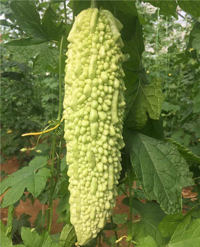 14 真功夫11号苦瓜 早中熟品种,植株生长旺盛,抗病力较强.