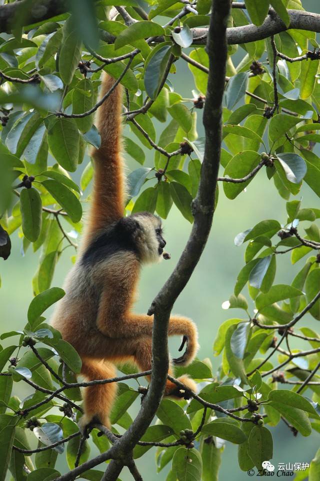 东黑冠长臂猿 / 赵超摄影