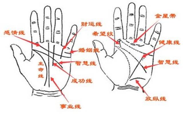 感情线(天纹),2智慧线(人纹),3