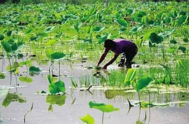 【精选刊文】藕田底膜覆盖高效种植模式