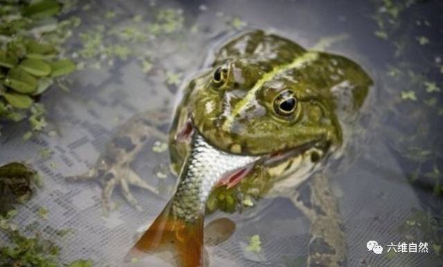 青蛙是吃虫子能手,但偶尔也吃吃鱼类换下口味