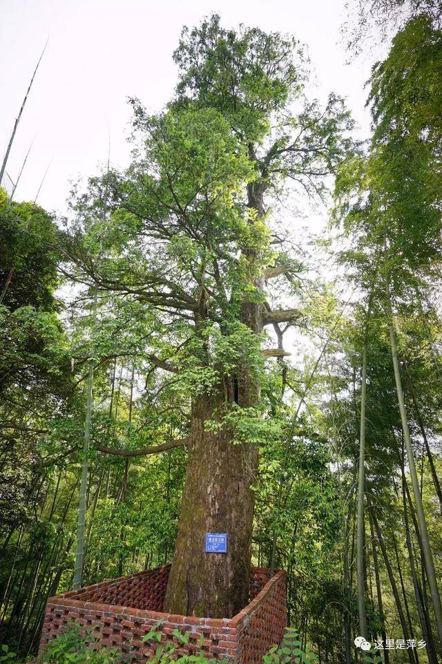 江西萍乡十大"树王"争霸开启,看看哪棵才是你心中的第一