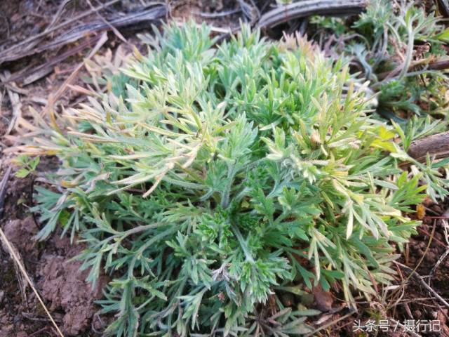 乡村四种不起眼的野生植物,竟是以前常用的中药材,您认识吗