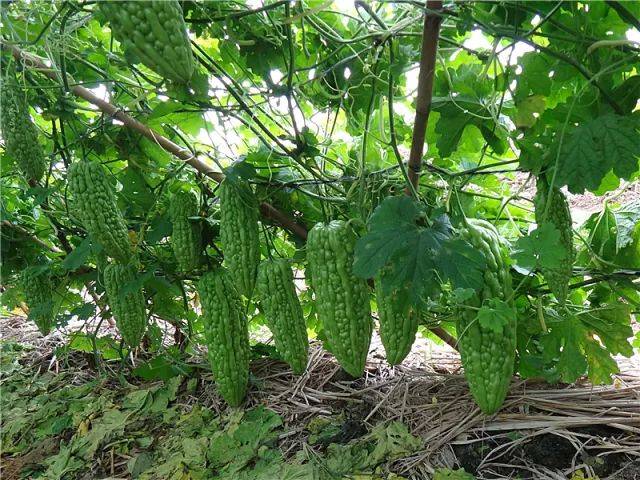 冬季苦瓜大棚种植图片