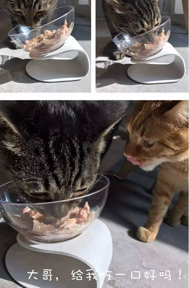 角 观 察 主 子 吃 饭 饭 合 理 的 倾 斜 度 / 最 考 究 的 高 度 猫