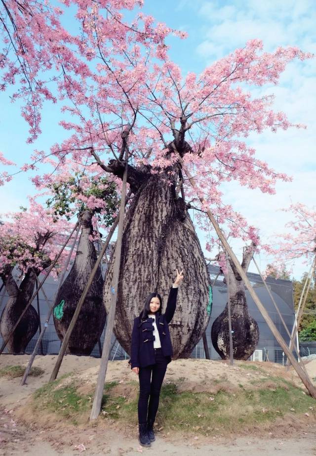 你见过里水这种粉色的"大肚子木棉"吗?快来分享你身边的冬日美景!