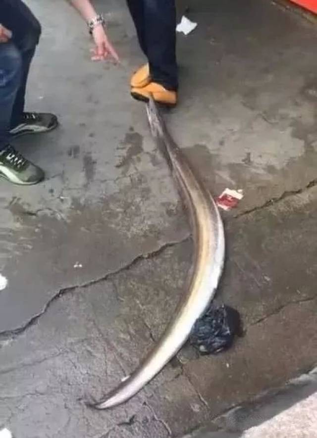 这条蛇形的长条鱼,紧紧的咬住了这位钓友的鞋子,尖锐的牙齿甚至已刺入