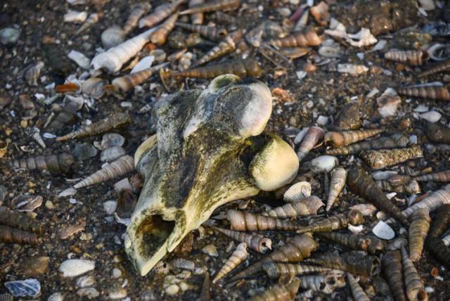 外地人在北海的挖螺技术越来越好了,本地人会