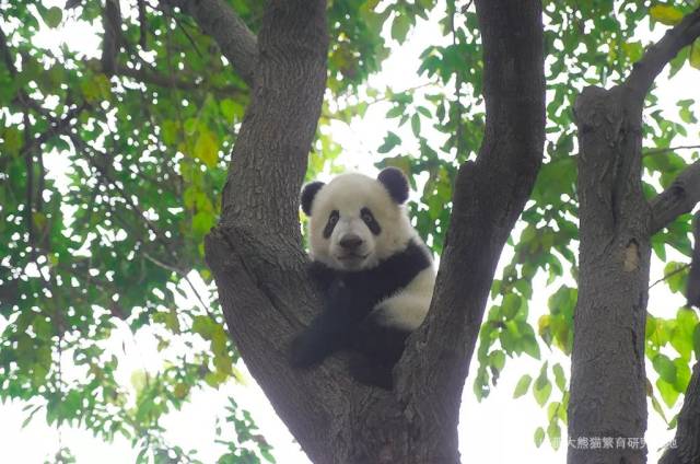 能分清每一只熊猫的长相才是真·英雄