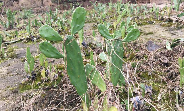 古寨墙下石壁上到处都是仙人掌,长势喜人,婉若一个个攻城拔寨的土匪.