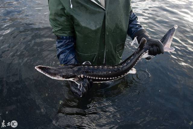 (图片来自东方ic)鱼子酱(caviar),又称鱼籽酱,严格来说,只有鲟鱼卵才