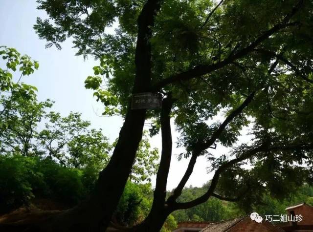 位于阳城乡的别廷芳的坟墓(大树左侧)