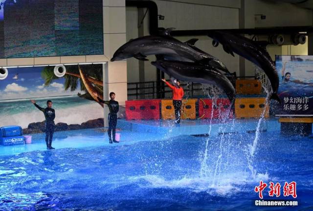12月27日,海豚与驯兽师正在进行表演互动.