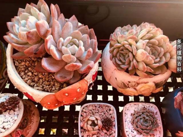 左上:锦司晃缀化 右上:白雪女王  一些常见的品种出状态后也是很美的.