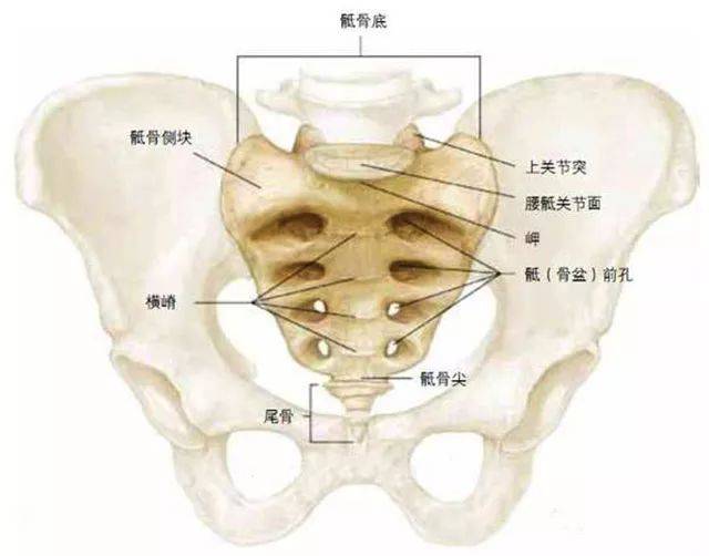 骶尾部解剖位置示意图图片