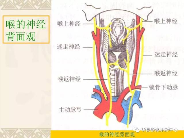 這個咽喉部解剖太詳細了!