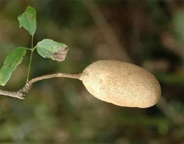 【每日一植】鹰爪枫